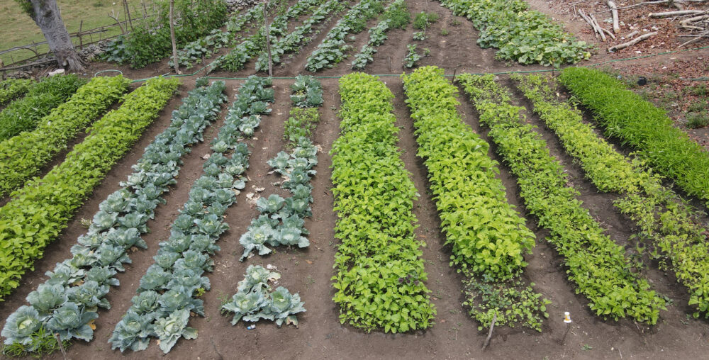 Celebrating the beauty and abundance of fruit harvests nurtured by sustainable care.