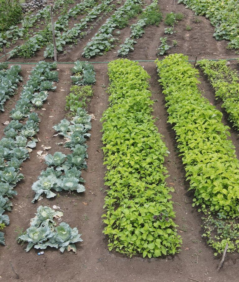 Celebrating the beauty and abundance of fruit harvests nurtured by sustainable care.